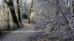 the netherlands, groningen, road, trees, snow, winter, forest, hoarfrost