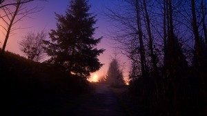 night, forest, fog, path, trees, sky