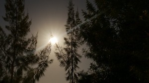 night, moon, glow, bright, rays, trees - wallpapers, picture