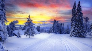 norge, vinter, skog, snö, träd