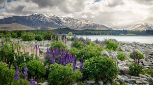 新西兰，山，花，湖