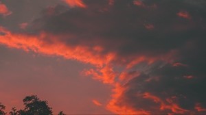 clouds, tree, sky, sunset, orange