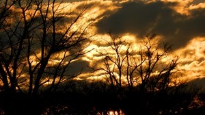 wolken, himmel, umrisse, bäume, farbe