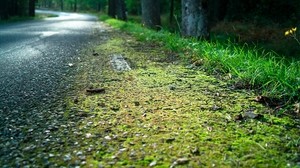 roadside, road, edge, moss, asphalt, grass
