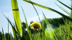 dandelion, glare, grass, the sun, light, summer