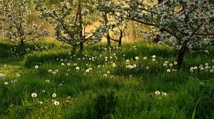 dandelions, field, grass, trees