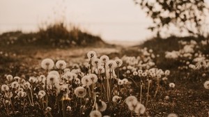 dandelions, fluffy, white, plants, nature