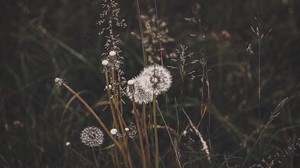 dandelions, grass, plants, flowering, wild - wallpapers, picture