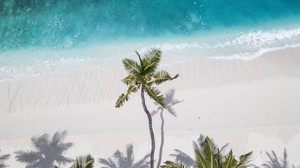 the ocean, palm trees, top view, shore, sand, Maldives - wallpapers, picture
