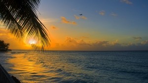 海洋，日落，棕榈，海岸，巴巴多斯