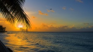 océano, puesta de sol, palma, costa, barbados