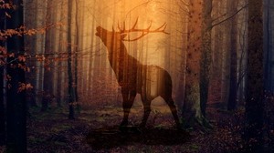 deer, forest, fog, silhouette, autumn - wallpapers, picture