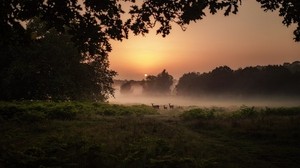deer, fog, sunset, dusk, nature