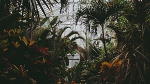 greenhouse, plants, leaves, vegetation