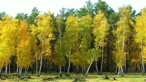 秋，arykbalyk，森林，风景