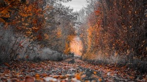 otoño, árboles, follaje, colores del otoño