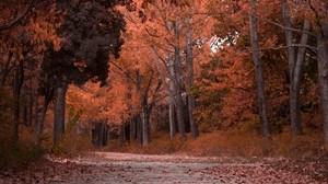 autunno, alberi, fogliame, parco