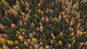 autunno, alberi, vista dall’alto, colori autunno, foresta