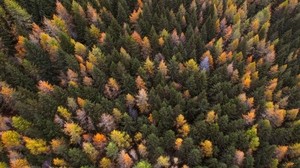 autumn, trees, top view, colors autumn, forest - wallpapers, picture