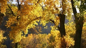 otoño, árbol, hojas, cielo