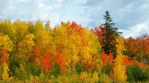 autumn, trees, colors, variety, shades, birch, spruce, sky - wallpapers, picture