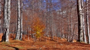 otoño, árboles, caída de hojas, octubre, troncos, verano indio