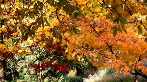 autunno, alberi, foglie, natura