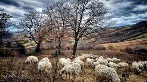 autumn, trees, pasture, sheep, herd
