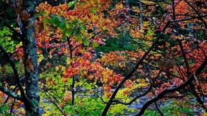 autunno, alberi, paesaggio, bellissimo