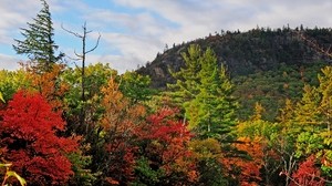 秋天，树木，风景，天空 - wallpapers, picture