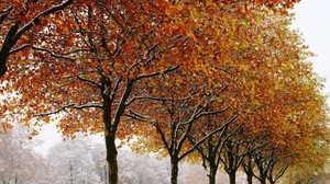 autunno, alberi, inverno, fogliame