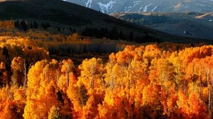 höst, träd, guld, berg, ljus, kullar, sluttningar, oktober
