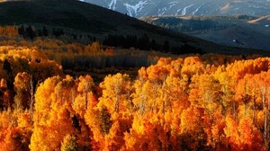 autunno, alberi, oro, montagne, luce, colline, pendii, ottobre