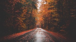 autunno, strada, alberi, bosco, asfalto