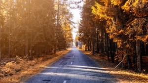 autumn, road, forest, sunlight - wallpapers, picture