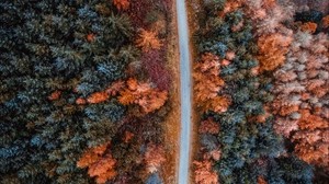 autumn, road, top view, trees, forest