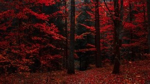 秋天，森林，树木，树叶，秋天的颜色