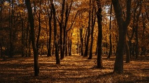 autumn, forest, trees, park, path - wallpapers, picture