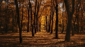 herbst, wald, bäume, park, weg