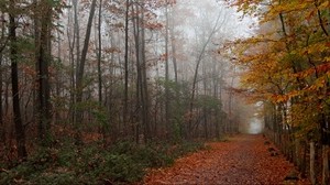 autumn, forest, trees, leaves, path