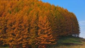 秋季，森林，树木，日本，黄金，击剑，篱笆，救济