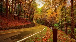 autumn, forest, road, turn - wallpapers, picture
