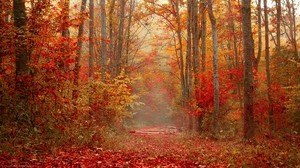 otoño, bosque, follaje, árboles, colorido