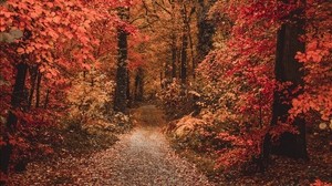 autumn, forest, path, foliage, trees, autumn colors - wallpapers, picture