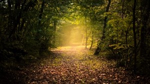 autumn, forest, fog, path, foliage - wallpapers, picture