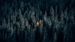 autumn, forest, top view, contrast, dark