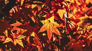 autumn, leaves, maple, branch, sunlight, shadow