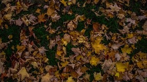 autumn, foliage, maple, fallen, grass