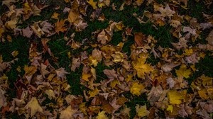 autumn, foliage, maple, fallen, grass - wallpapers, picture