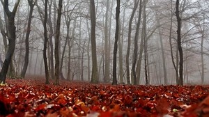 autunno, fogliame, foresta, nebbia